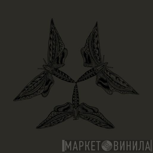 Brown  - Lepidoptera