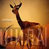  Kosheen  - Catch