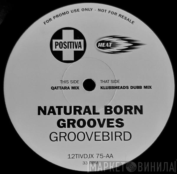 Natural Born Grooves - Groovebird