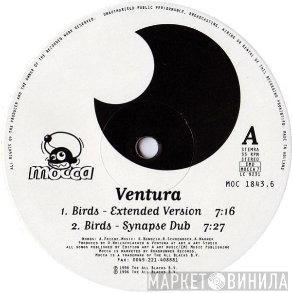 Ventura - Birds