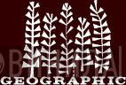 Geographic - Винил CD и Кассеты лейбла Geographic на сайте МаркетВинила