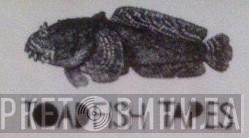 Toadfish Tapes - Винил CD и Кассеты лейбла Toadfish Tapes на сайте МаркетВинила